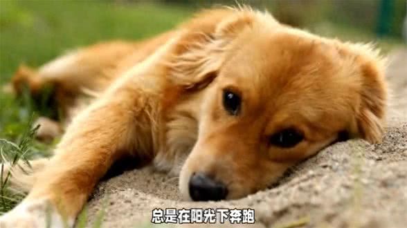 可爱狗狗的日常，让它治愈你的心灵