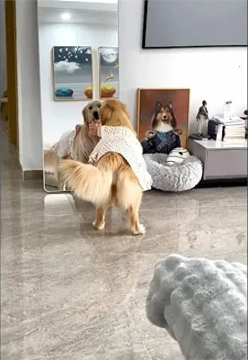小狗的美丽盛装，点亮温馨家园