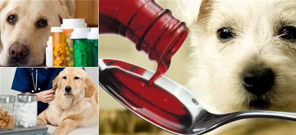 给狗狗补充维生素C?你是在帮忙还是在帮倒忙?