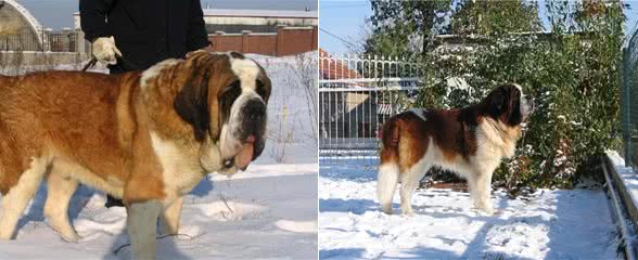 体重能达200斤,身高90厘米,圣伯纳堪称看家第一犬