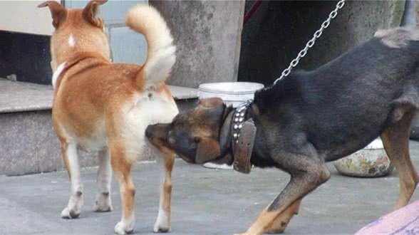 家里的母犬发情时，我应该如何护理