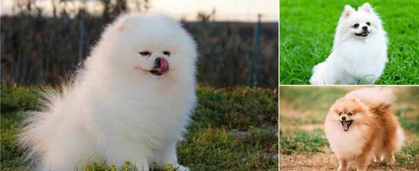 如何训练博美犬?正规训练博美的方法