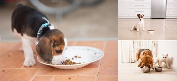 新生幼犬存活率太低?你知道刚出生的小狗要怎么照顾吗?