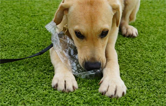 狗狗老哼哼唧唧-你懂你的狗狗吗?