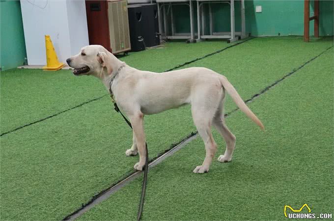 狗狗老哼哼唧唧-你懂你的狗狗吗?