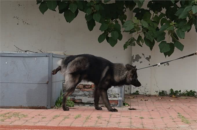 狗狗老哼哼唧唧-你懂你的狗狗吗?