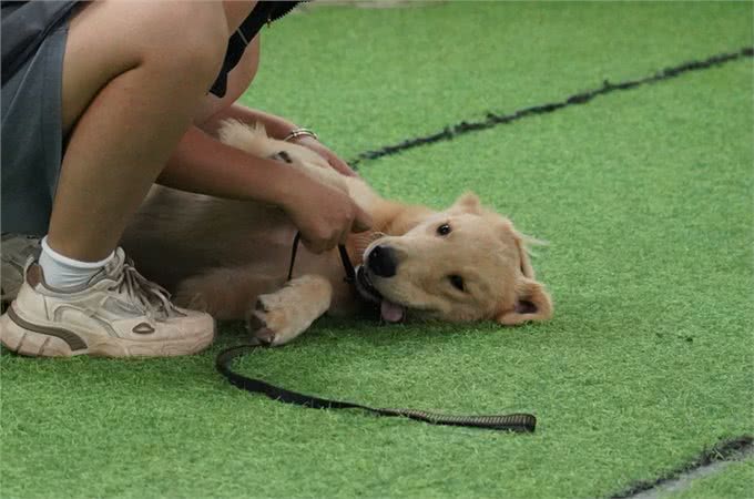 狗狗老哼哼唧唧-你懂你的狗狗吗?