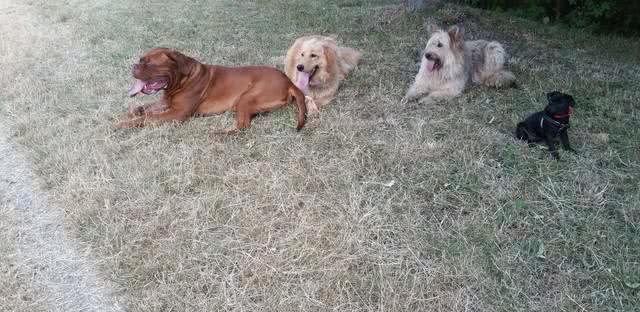 爱犬不可不知:四种最不忠诚的狗狗,选择宠物需慎之又慎