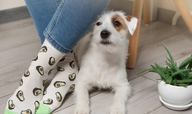 爱犬不可不知:四种最不忠诚的狗狗,选择宠物需慎之又慎