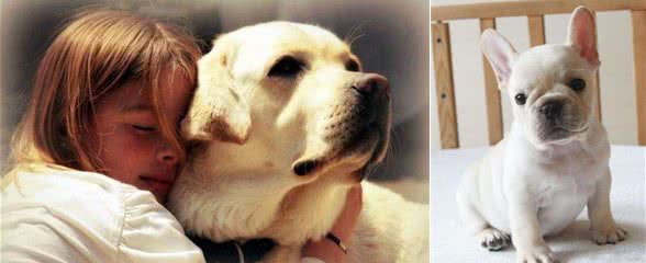 喜欢狗狗的朋友进来，手把手教你如何养好你的爱犬