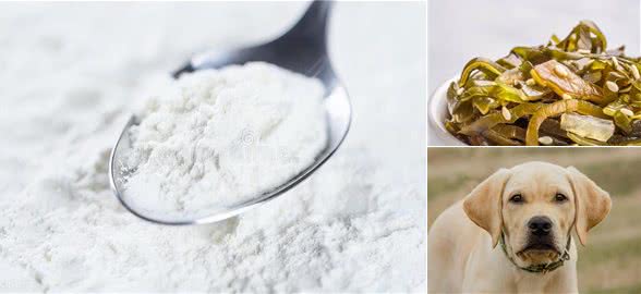 狗狗健康:狗狗补钙食物前十名