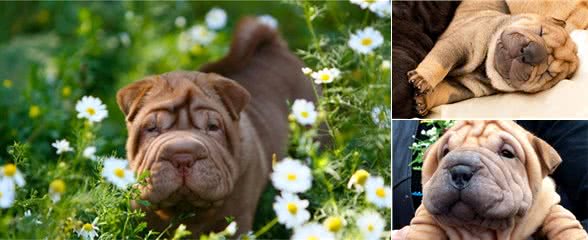 沙皮狗的外形介绍及其外形特征