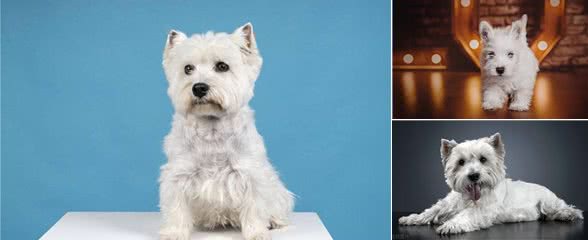 西高地白梗犬的优缺点，西高地白梗犬好养吗