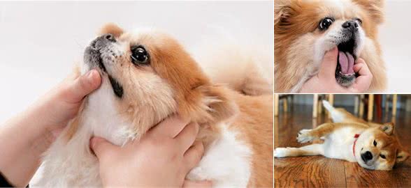狗狗生病的时候你是如何喂其吃药的?简单小方法是否掌握了?