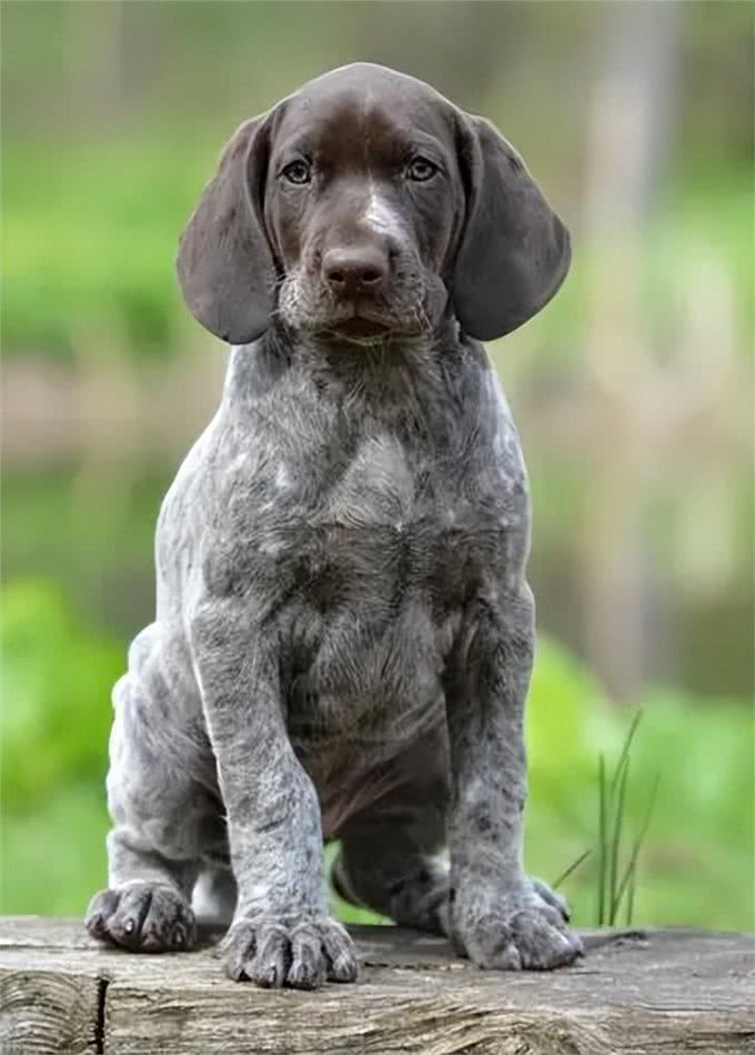 拉布拉多的的二弟：德国短毛指示犬的起源和历史!