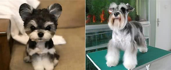 饲养雪纳瑞，主人不能犯的几个错误