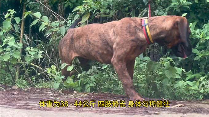 给大家科普一下汉诺威—不养狗不知道养狗的乐趣