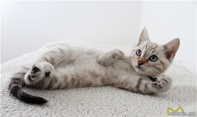 养宠人必备的十件物品