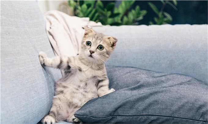 养宠人必备的十件物品