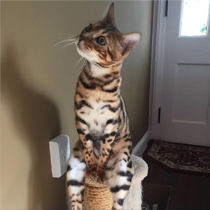 猫猫对你爱得有多深?这8个等级，你达到几级了?