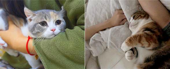 猫猫对你爱得有多深?这8个等级，你达到几级了?