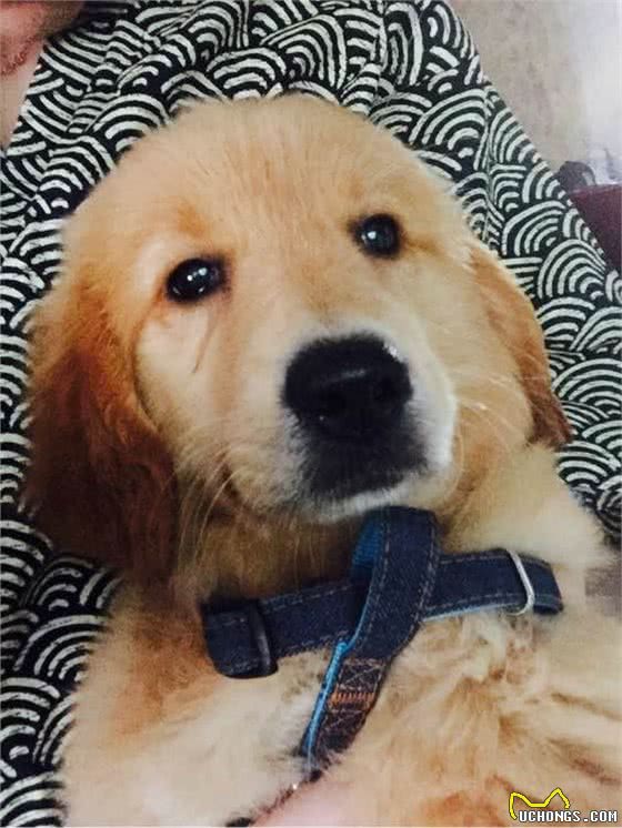 美女以为她的爱犬为她流泪，其实真的自作多情