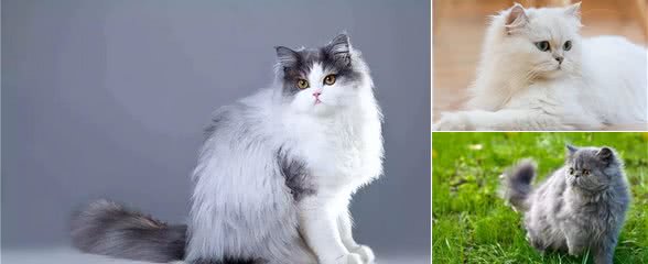 波斯猫拉稀怎么办?