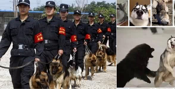这5种狗这么受欢迎，竟然不适合当警犬?看看你家狗狗上榜了吗?