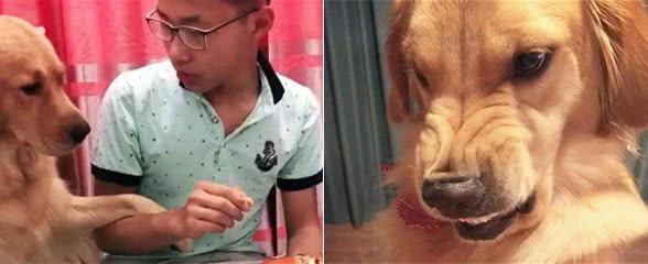 狗狗为什么把爪子搭在主人身上，它不是在挑衅你，是表达这4件事