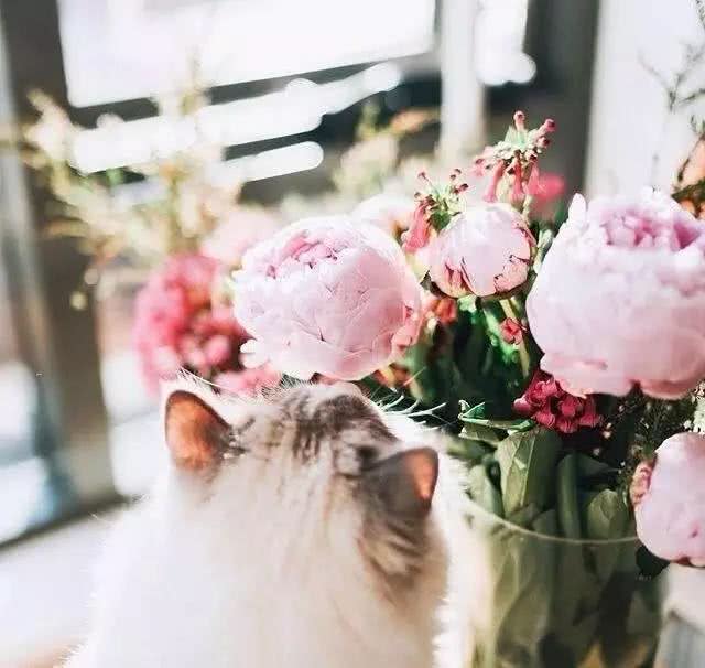 猫界女神美颜人设并没有崩坏，奥黛丽赫本还是它