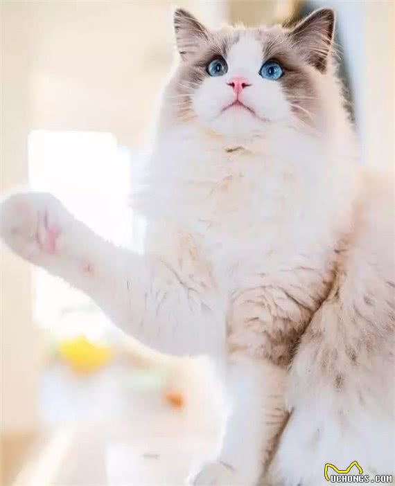 猫界女神美颜人设并没有崩坏，奥黛丽赫本还是它