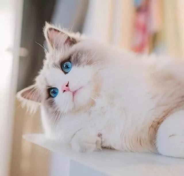 猫界女神美颜人设并没有崩坏，奥黛丽赫本还是它