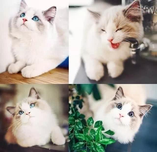 猫界女神美颜人设并没有崩坏，奥黛丽赫本还是它