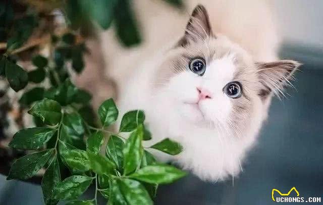 猫界女神美颜人设并没有崩坏，奥黛丽赫本还是它
