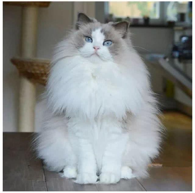 猫界女神美颜人设并没有崩坏，奥黛丽赫本还是它