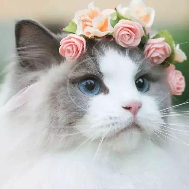 猫界女神美颜人设并没有崩坏，奥黛丽赫本还是它