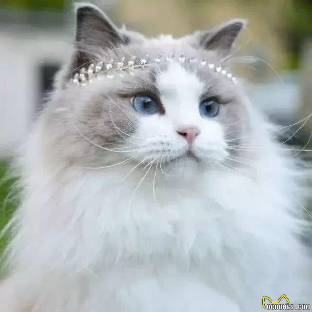 猫界女神美颜人设并没有崩坏，奥黛丽赫本还是它