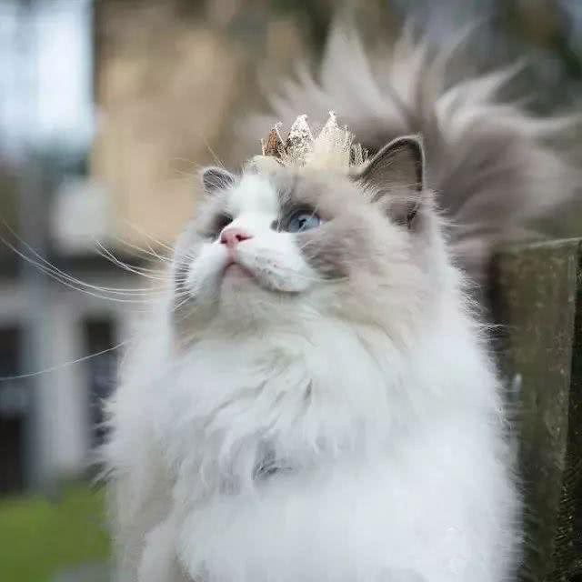 猫界女神美颜人设并没有崩坏，奥黛丽赫本还是它