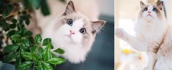 猫界女神美颜人设并没有崩坏，奥黛丽赫本还是它
