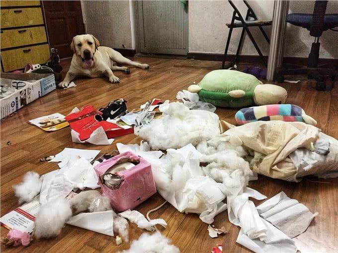 养狗和不养狗的人，生活差距很大，看完心疼了