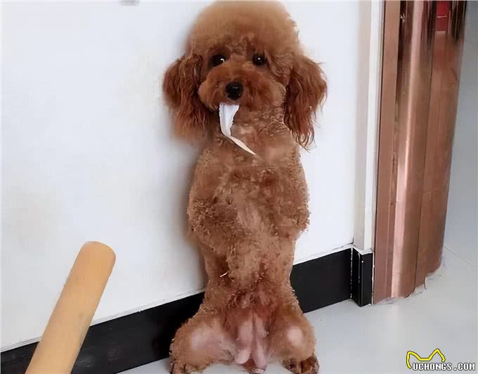 不论你和狗狗关系有多好，也要谨记这几个不要