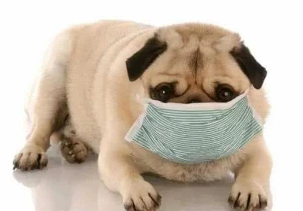 狗狗咳嗽的几个原因