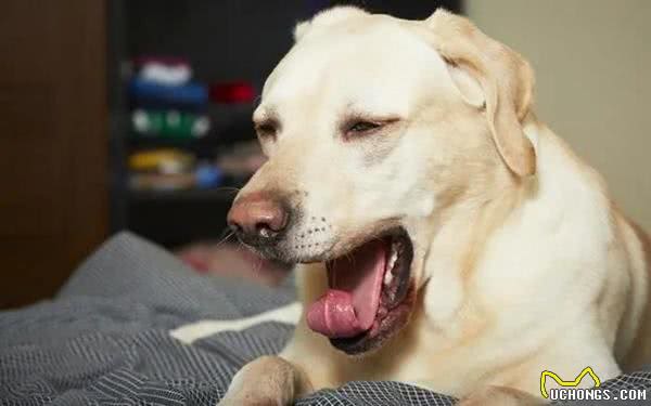 狗狗咳嗽的几个原因