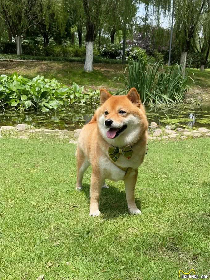 狗狗人：7月初，你将迎来人生巅峰，不鸣则已，一鸣惊人