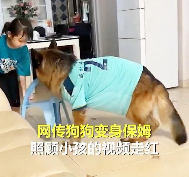 德牧不当警犬当保姆!小主人离电视机太近恐近视，被德牧强势拖离