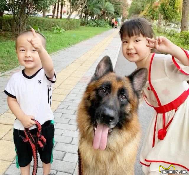 德牧不当警犬当保姆!小主人离电视机太近恐近视，被德牧强势拖离