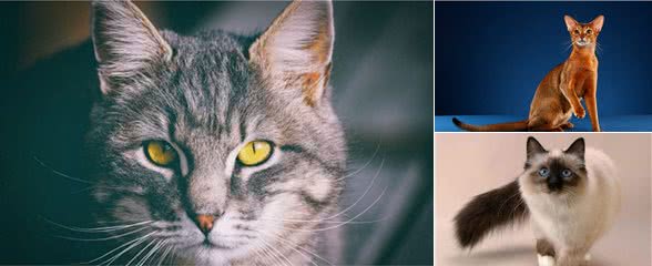 猫界智商天花板，看看你家猫上榜了吗