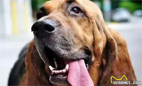 狗狗咧嘴,是在笑么?