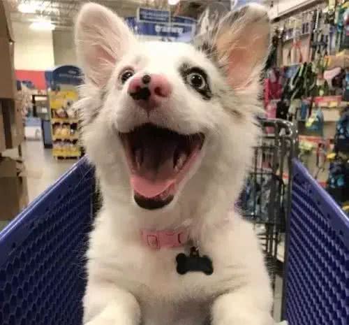 狗狗咧嘴,是在笑么?