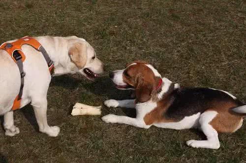 狗狗咧嘴,是在笑么?